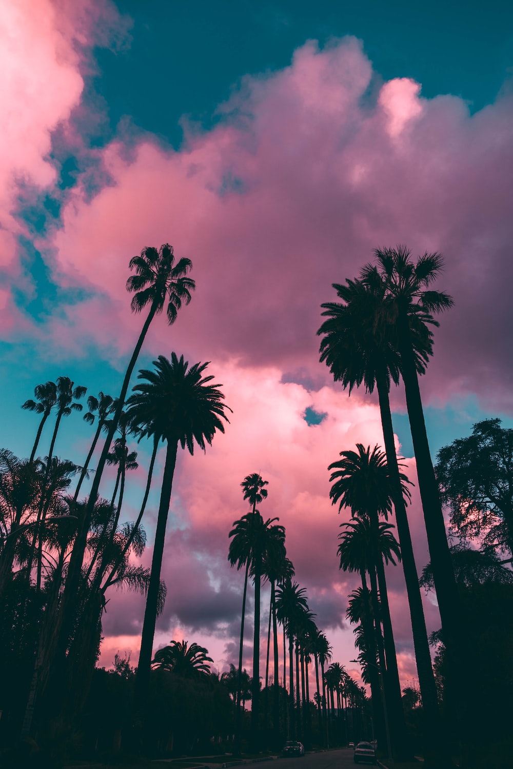 Palm Trees Sunset Picture. Download Free Image