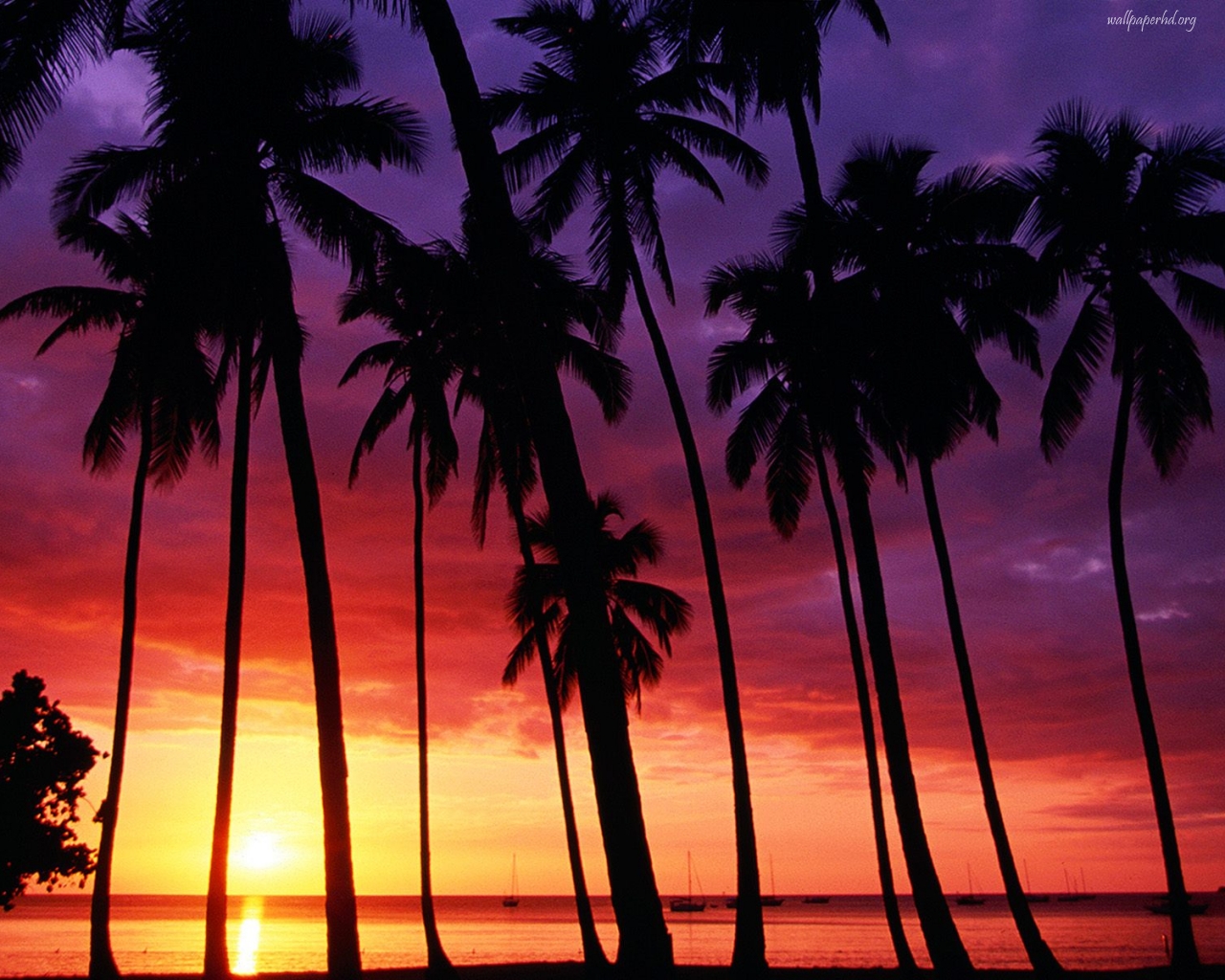 Free download Palm Trees and Sunsets [1280x1024] for your Desktop, Mobile & Tablet. Explore Sunset Palm Trees Wallpaper. Tropical Sunset Wallpaper Desktop, Beach Palm Trees Wallpaper, Palm Tree Wallpaper for Walls