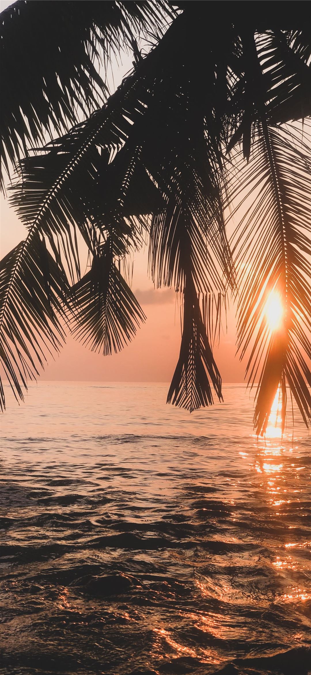 palm tree near body of water during sunset iPhone Wallpaper Free Download