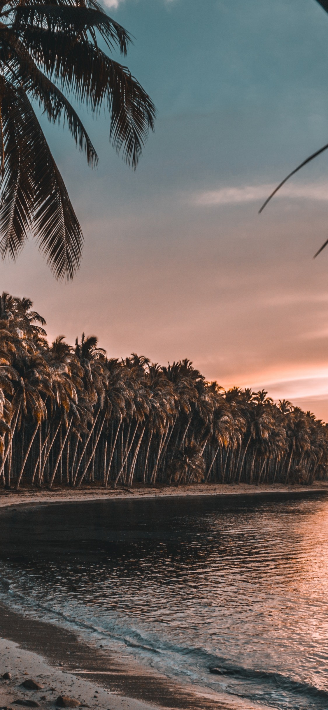 Palm Trees, Holiday, Island, Beach, Sunset Trees Wallpaper Beach Sunset