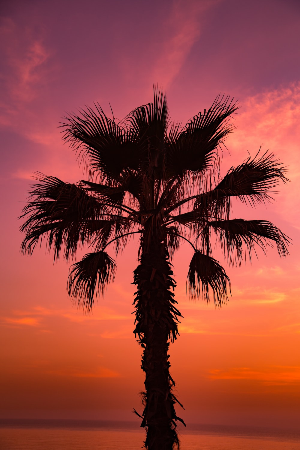Sunset With Palm Tree Picture [Stunning!]. Download Free Image