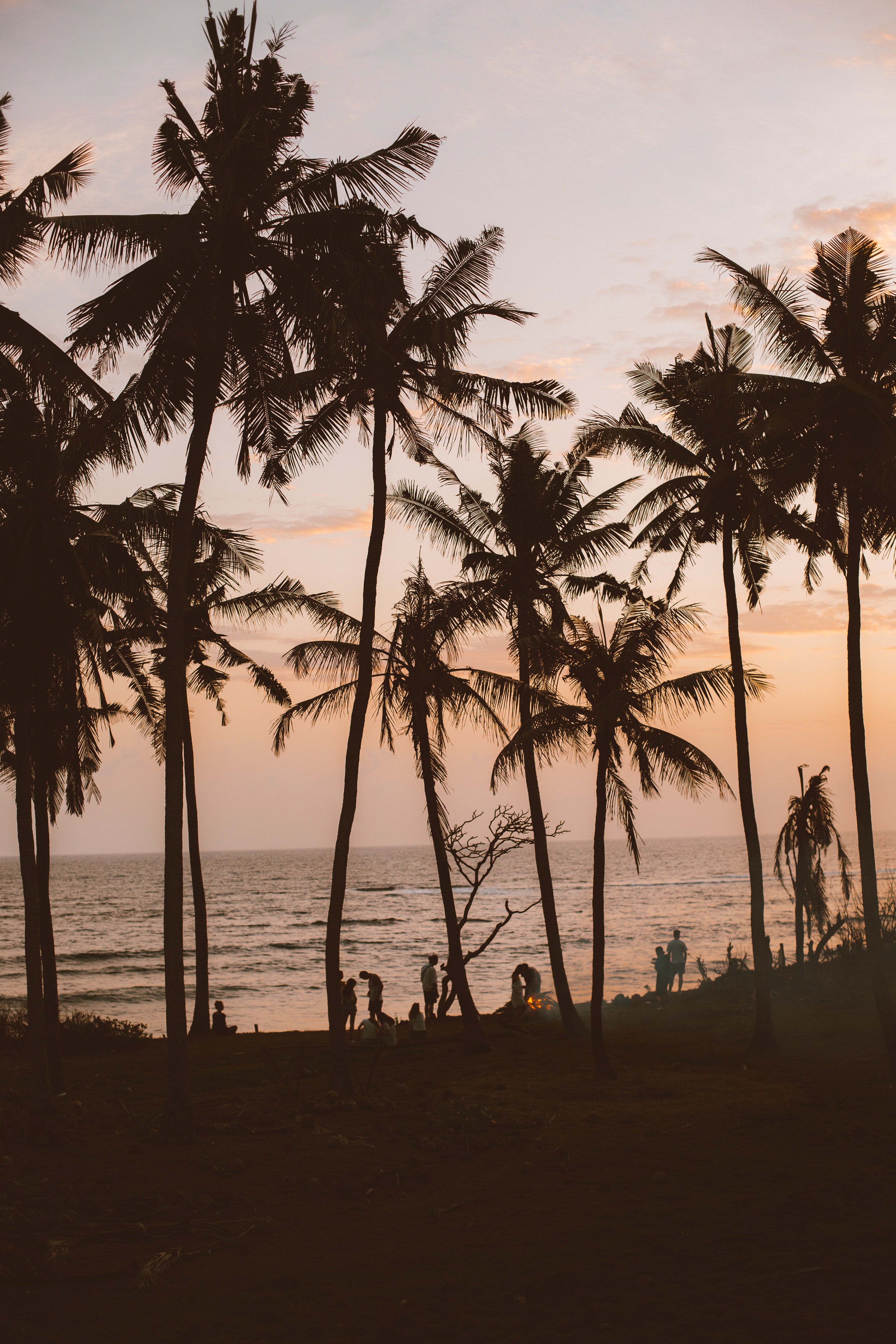 Best Free Palm Tree Sunset & Image · 100% Royalty Free HD Downloads