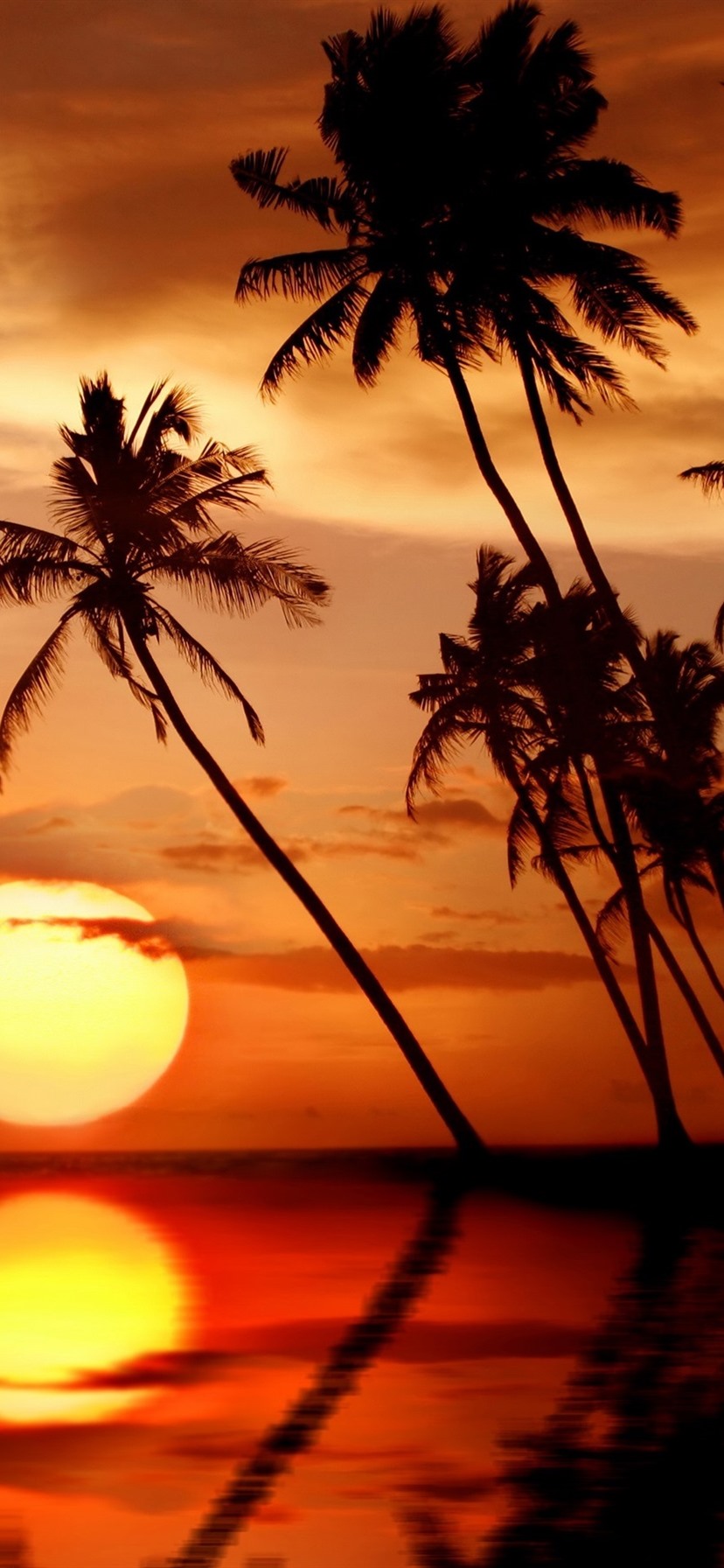 Wallpaper Beautiful tropical sunset, palm trees, sea, beach 2560x1920 HD Picture, Image