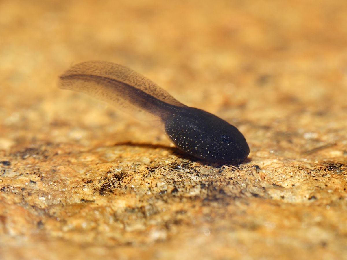 Tadpole (baby frog)
