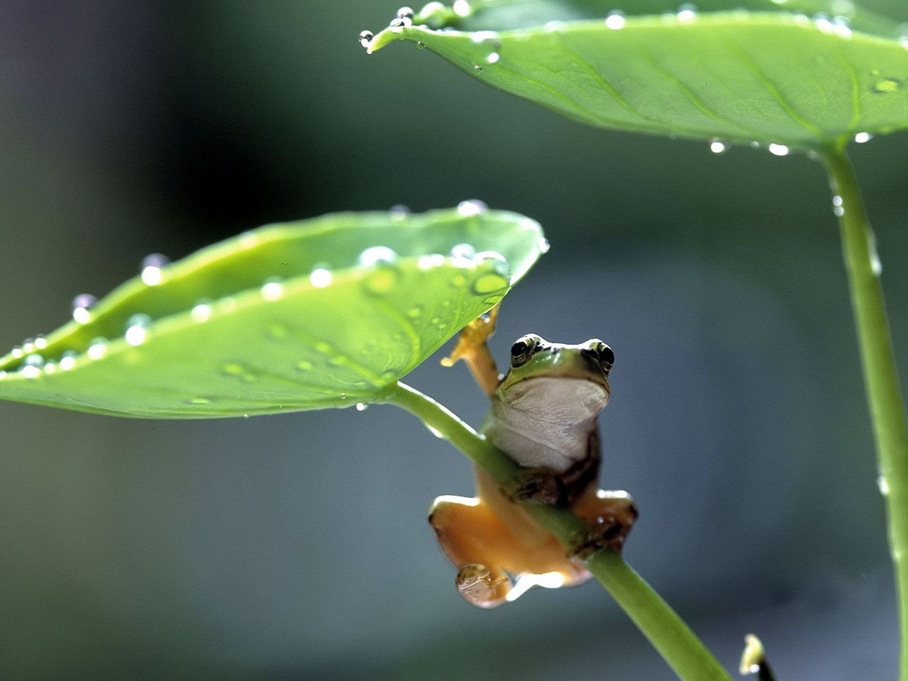 Baby Frog Wallpaper