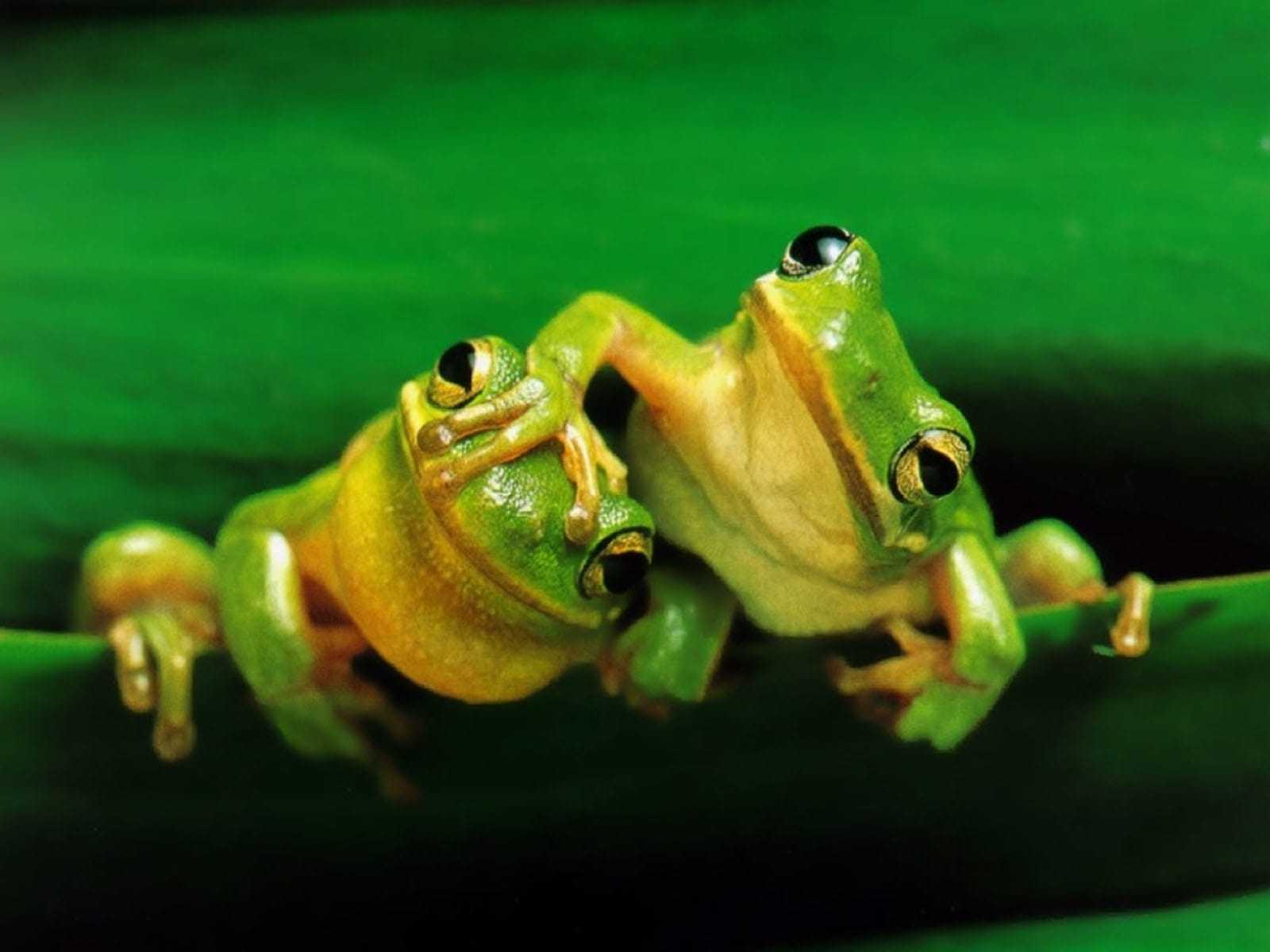 Frog Wallpaper