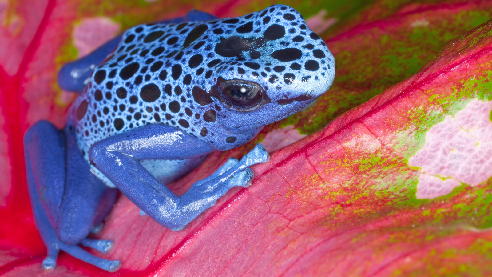 In Photo: Poison Dart Frogs