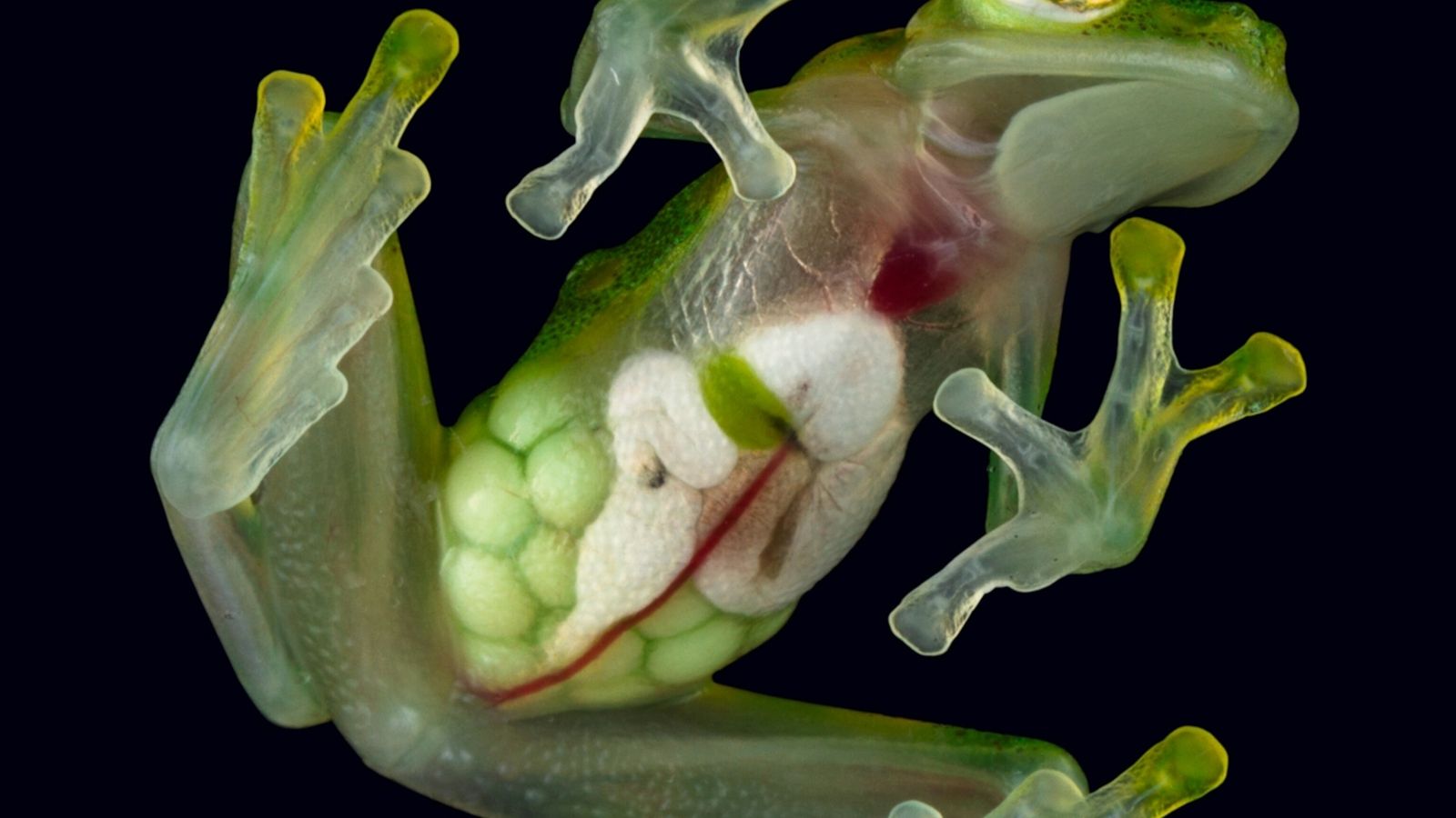 These see-through frogs are full of surprises