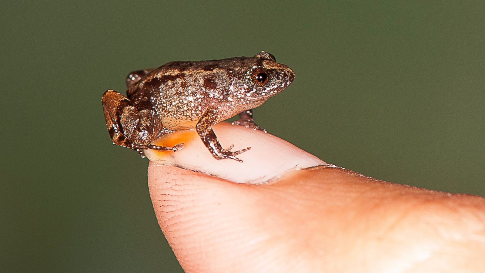 Scientists discover 4 species of tiny frogs in India