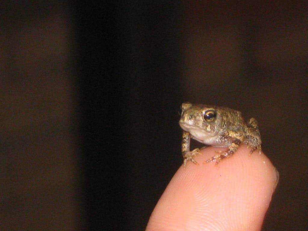 It's Baby Frog and Toad Season in Rochester. Rochester, MI Patch