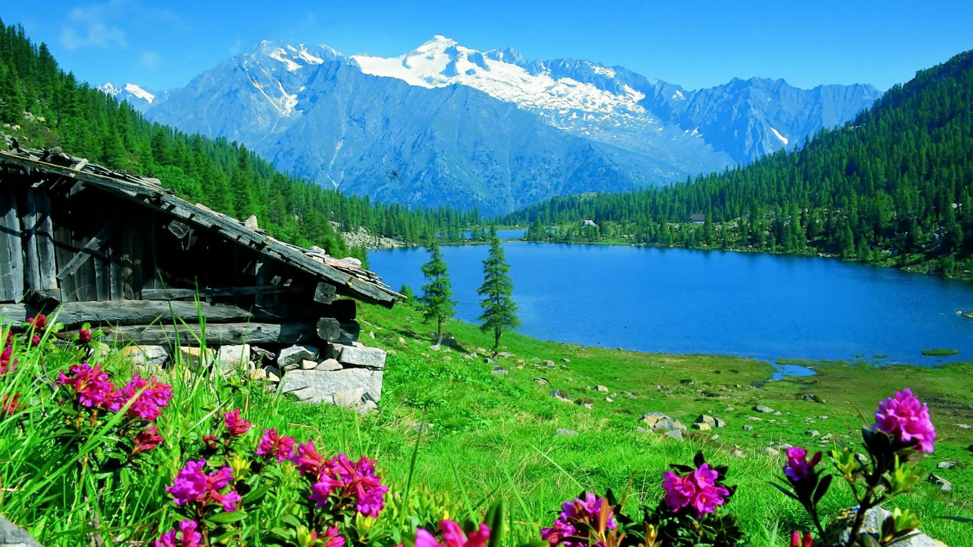 Summer Flowers Wallpaper