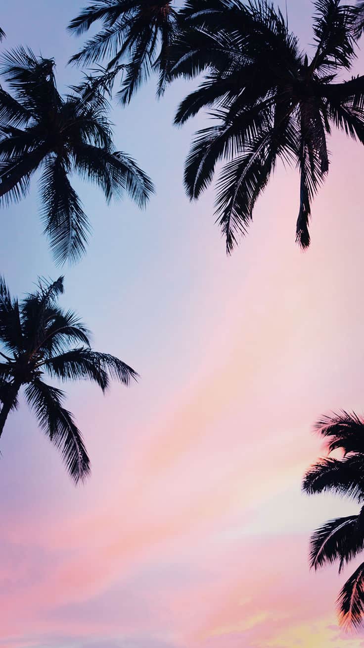 Summer Wallpaper for iPhone