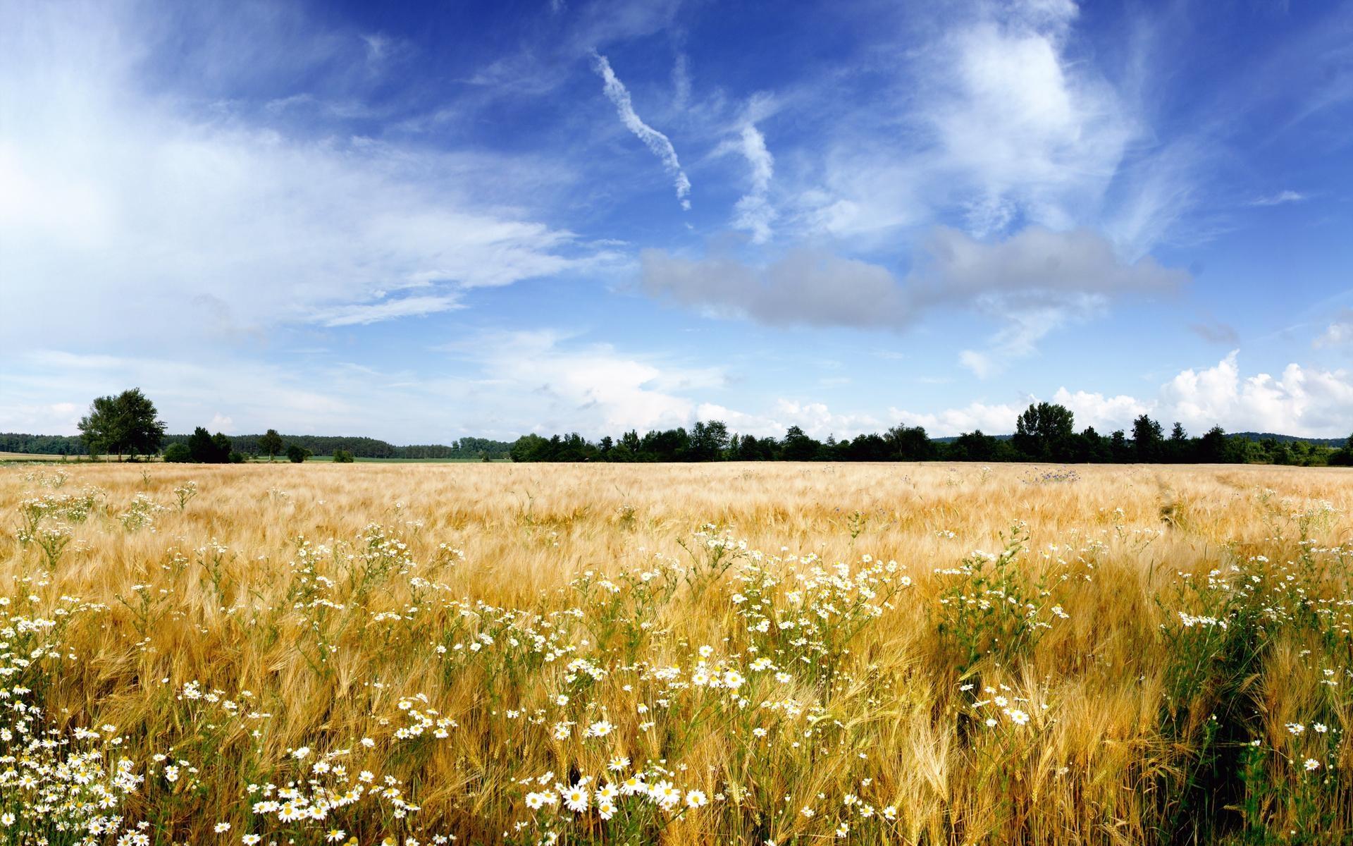 Summer Fields Wallpaper