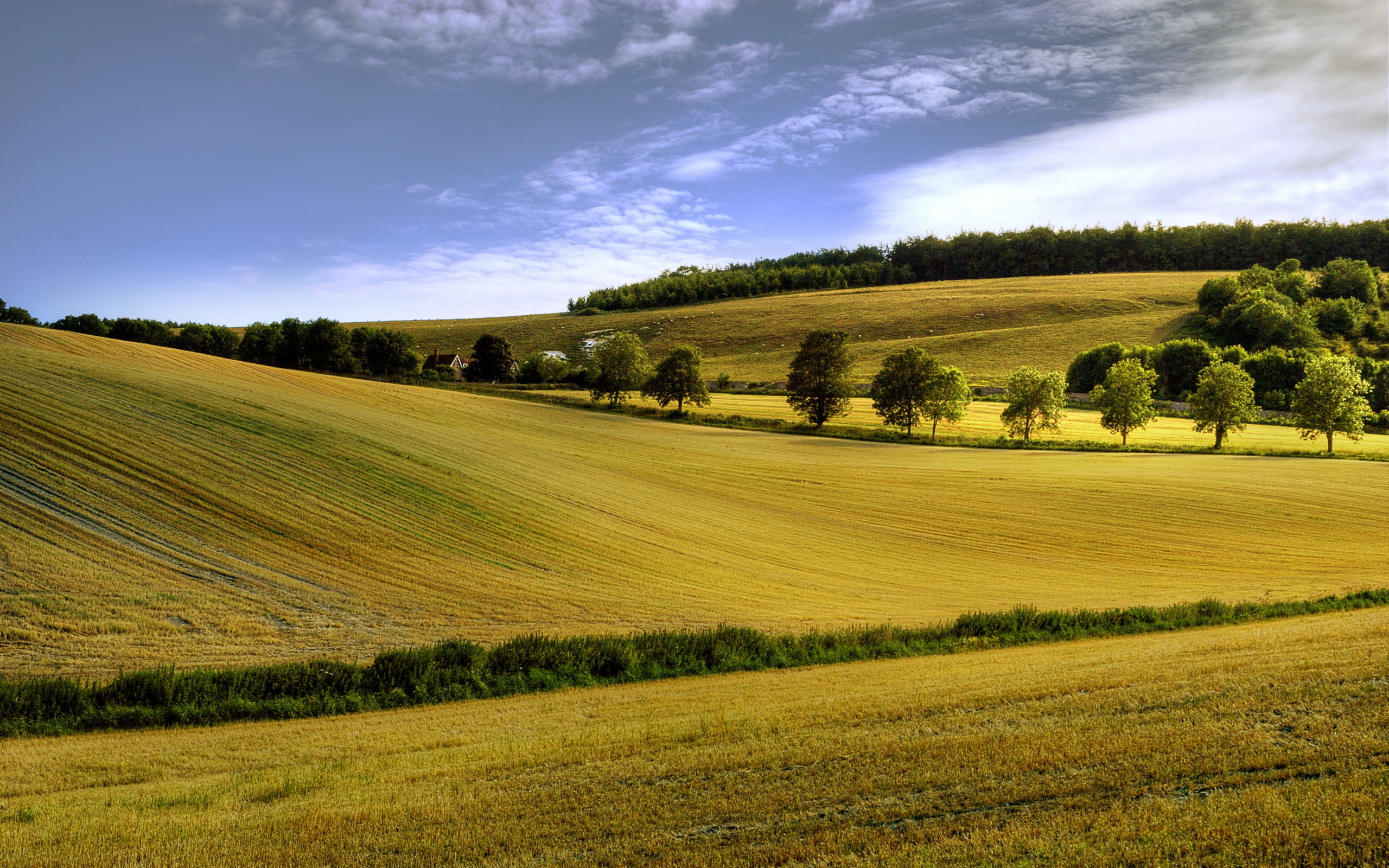 Summer field landscape wallpaperx1600