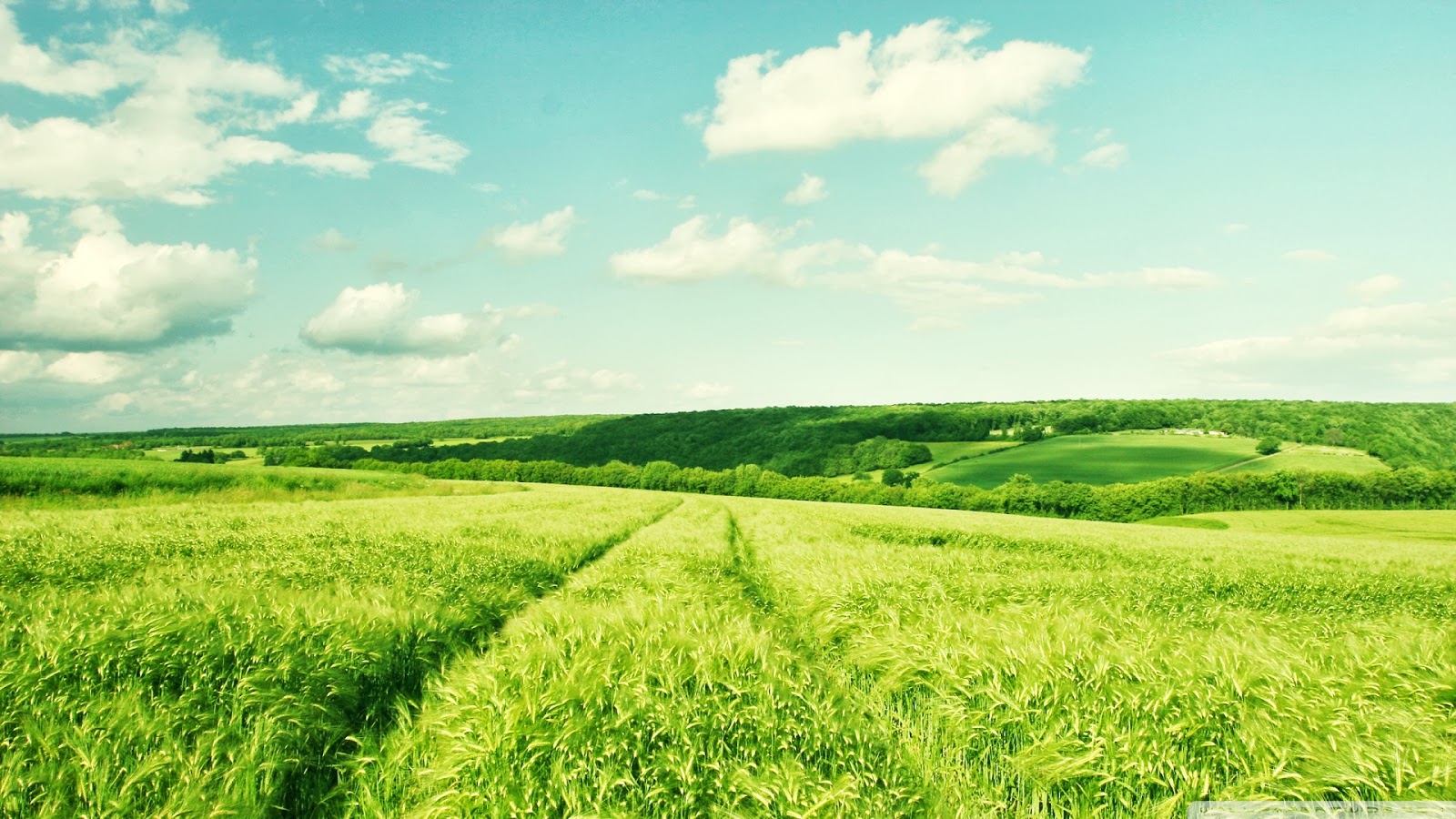 free summer wallpaper, grassland, natural landscape, green, nature, field