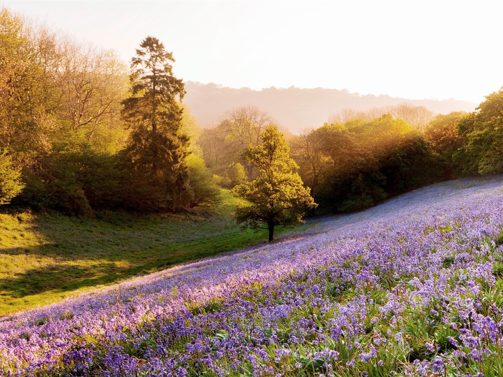Lavender Field Summer Landscape Wallpaper