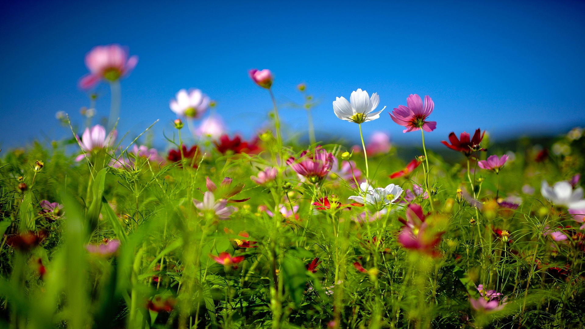 Summer Flowers Wallpaper