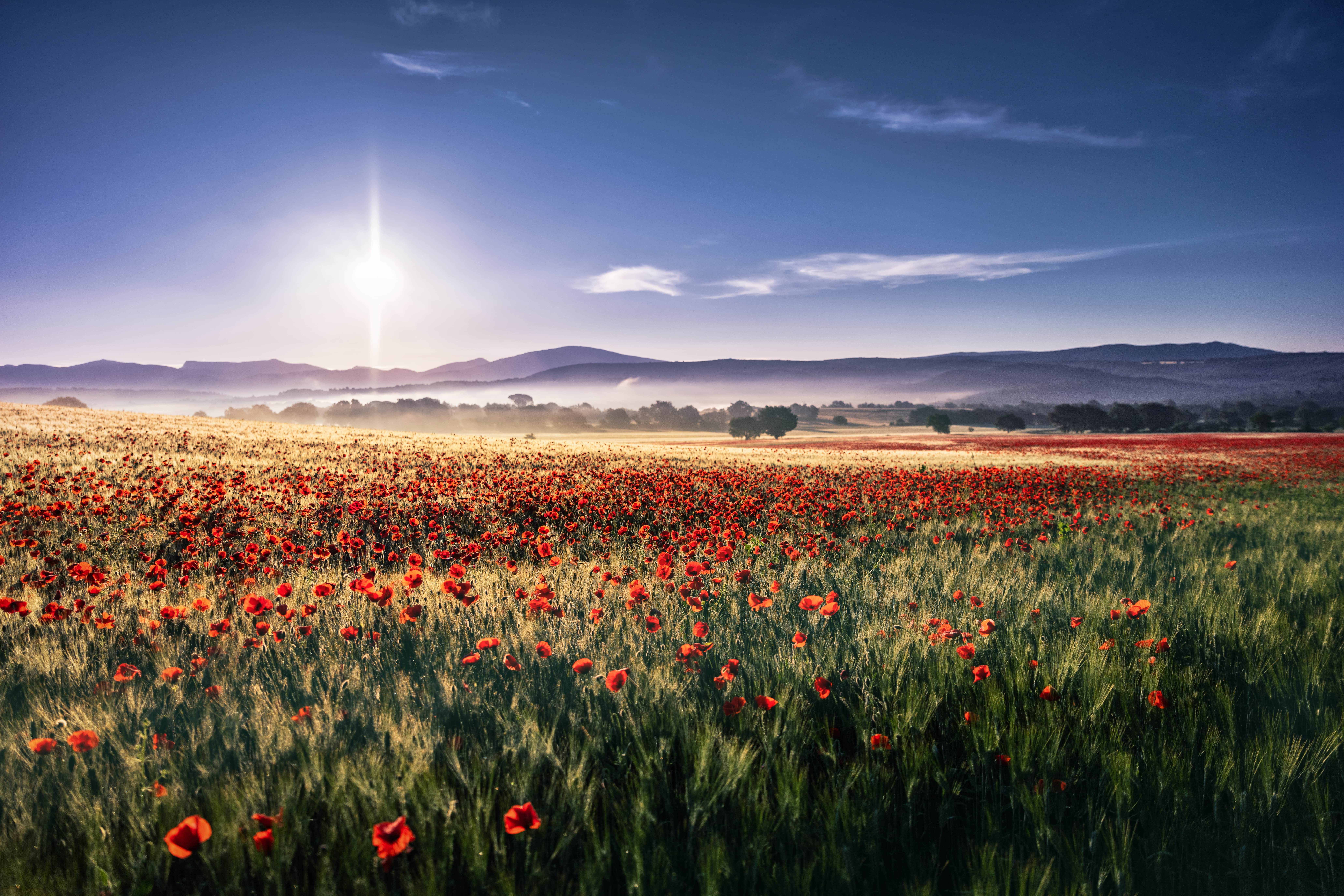 Wallpaper Field, Summer, Red Flower, Landscape background