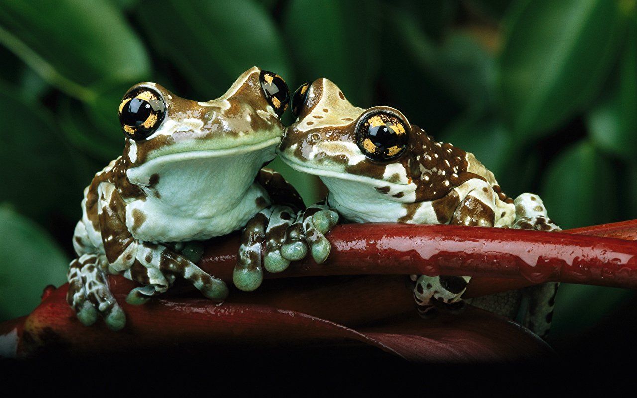 Desktop Wallpaper Frogs 2 Animals