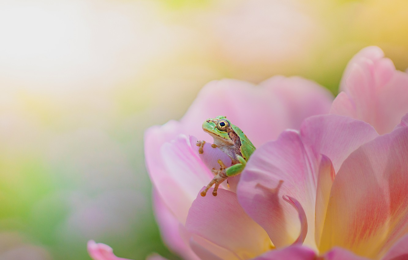 Pink Frog Wallpaper Free Pink Frog Background