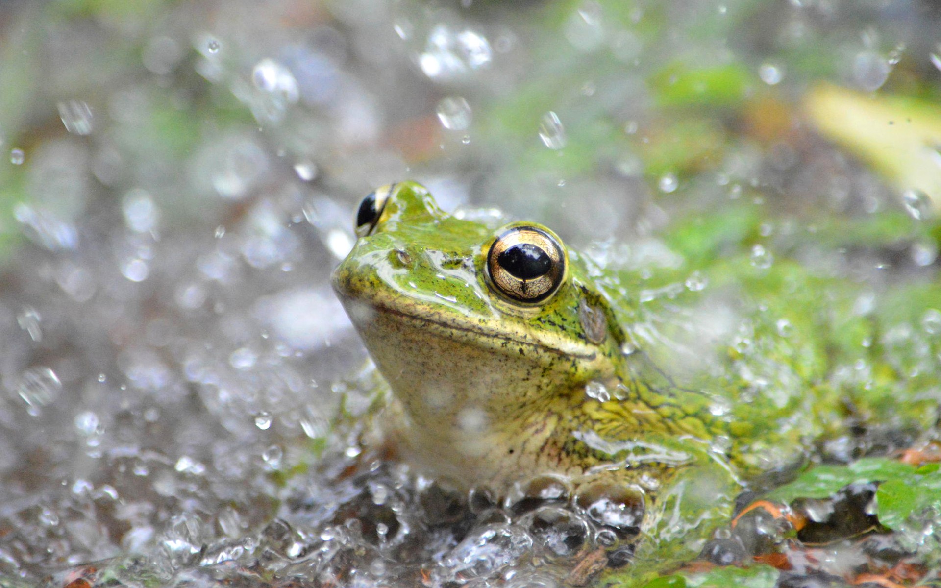 Frog HD Wallpaper and Background