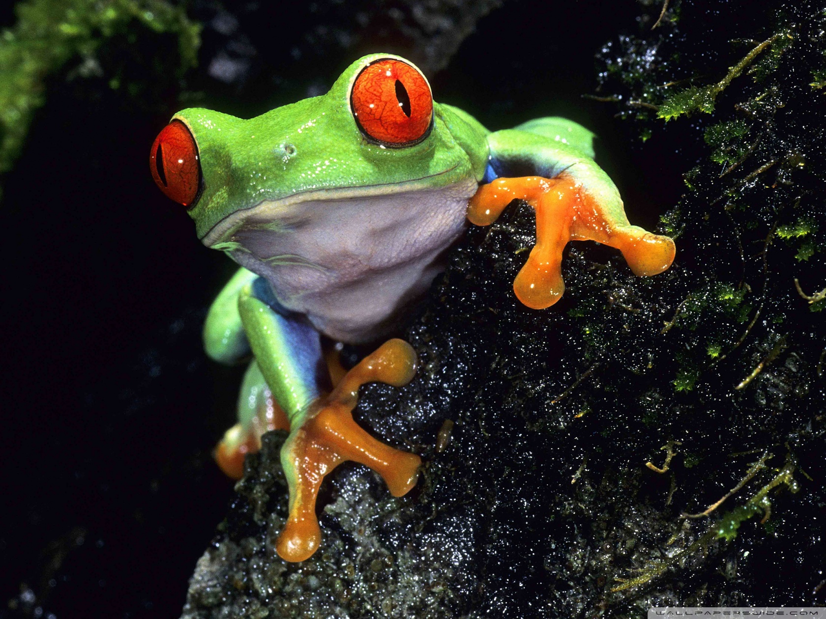Red Eyed Tree Frog Ultra HD Desktop Background Wallpaper for 4K UHD TV, Tablet