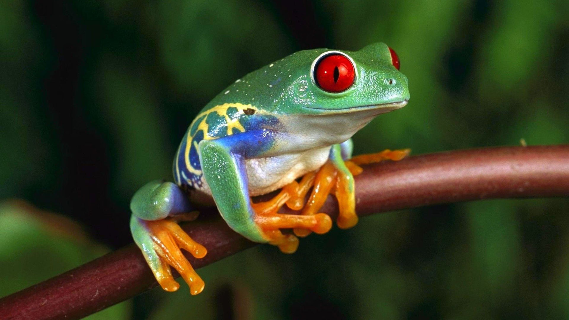Green Frog With Red Eyes 4k Ultra Wallpaper For Computer