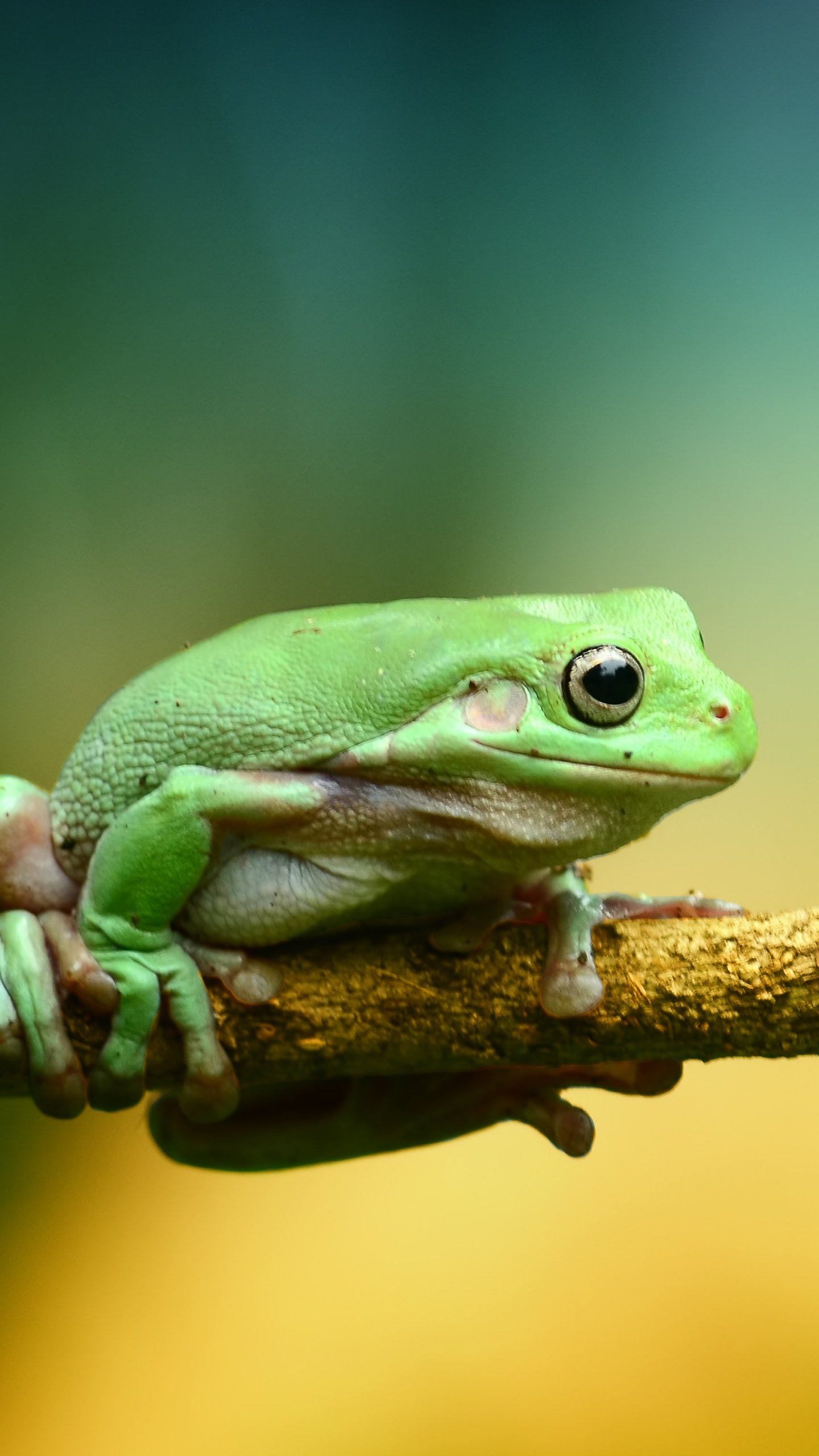 Green Frog Wallpaper, Android