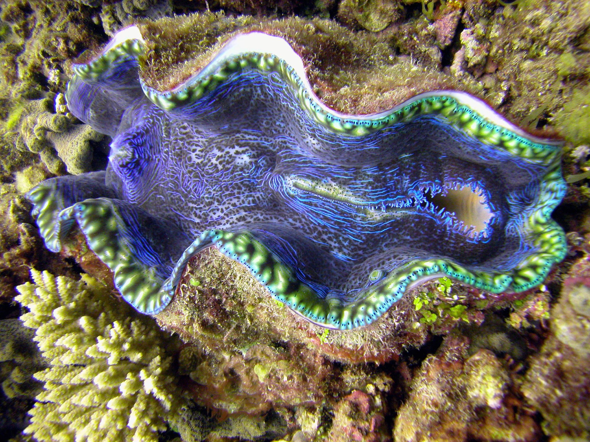 Giant clam clam wallpaperx1536