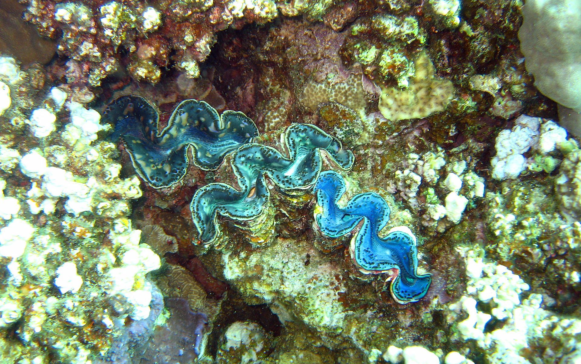 Giant Clam Wallpapers - Wallpaper Cave