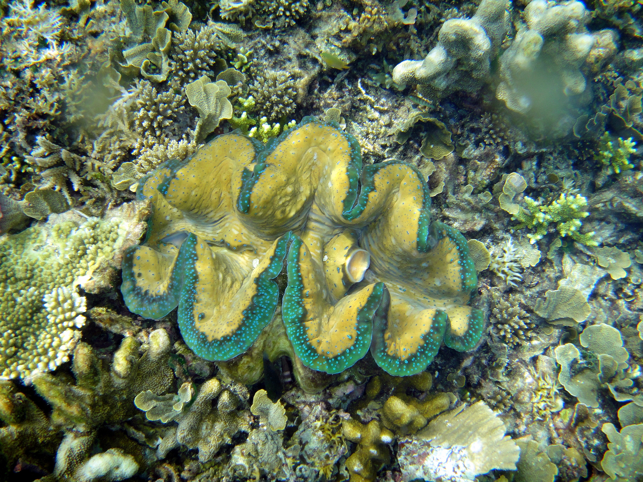 Giant Clam Wallpapers - Wallpaper Cave