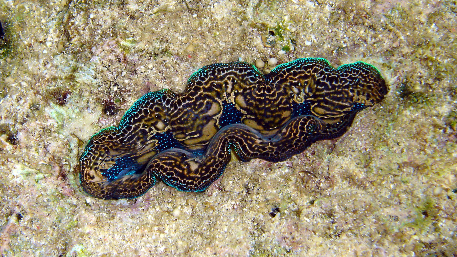 Giant Clam Wallpapers - Wallpaper Cave