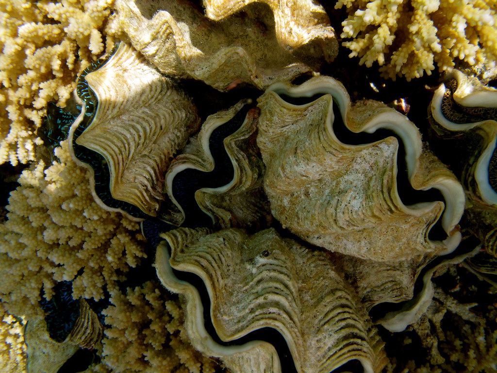 Giant Clam Wallpapers - Wallpaper Cave