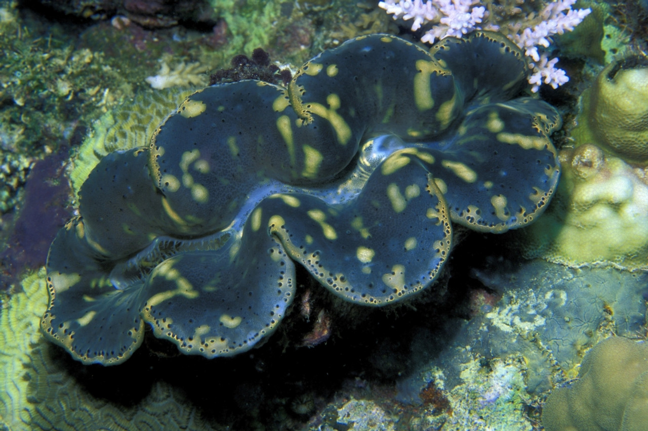 Giant Clam, Tridachna Sp., Fiji, Pacific Ocean. Poster Print By VWPics Stocktrek Image # VARPSTVWP400396U
