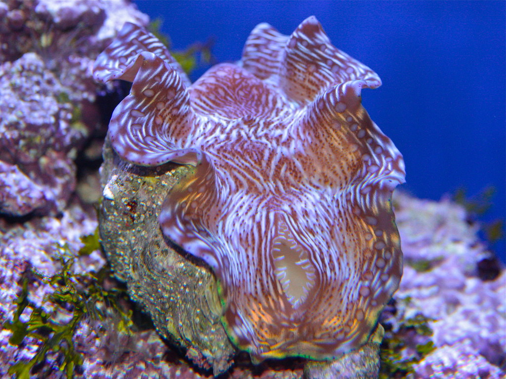 Giant Clams. Tridacna Sp. Mortality Longevity: Humans Have