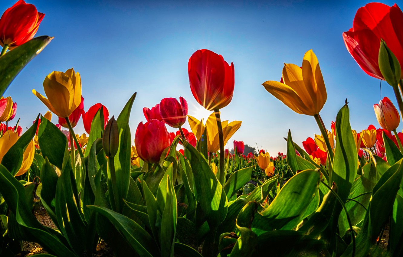Wallpaper greens, field, the sky, leaves, the sun, rays, light, flowers, blue, stems, glade, bright, spring, yellow, tulips, red image for desktop, section цветы