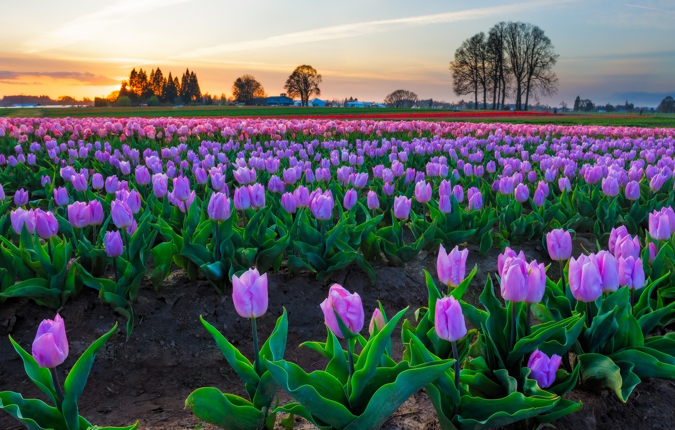 Wallpaper field, the sky, trees, flowers, bright, spring, tulips, houses, pink, buds, plantation, Tulip field image for desktop, section пейзажи