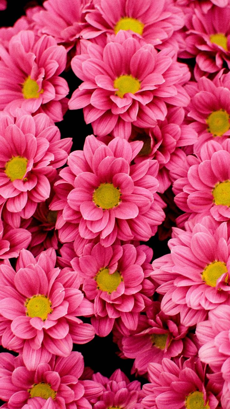 Bright, pink flowers wallpaper. Pink flowers wallpaper, Cute flower wallpaper, Flower iphone wallpaper