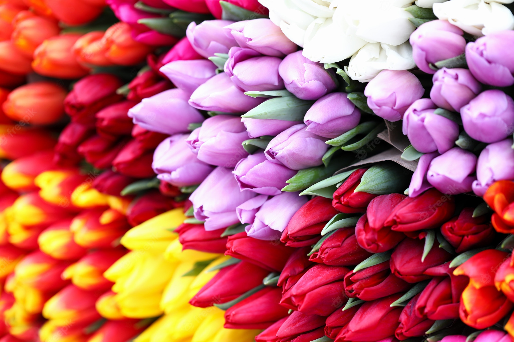 Premium Photo. Different types tulips, bright spring flowers