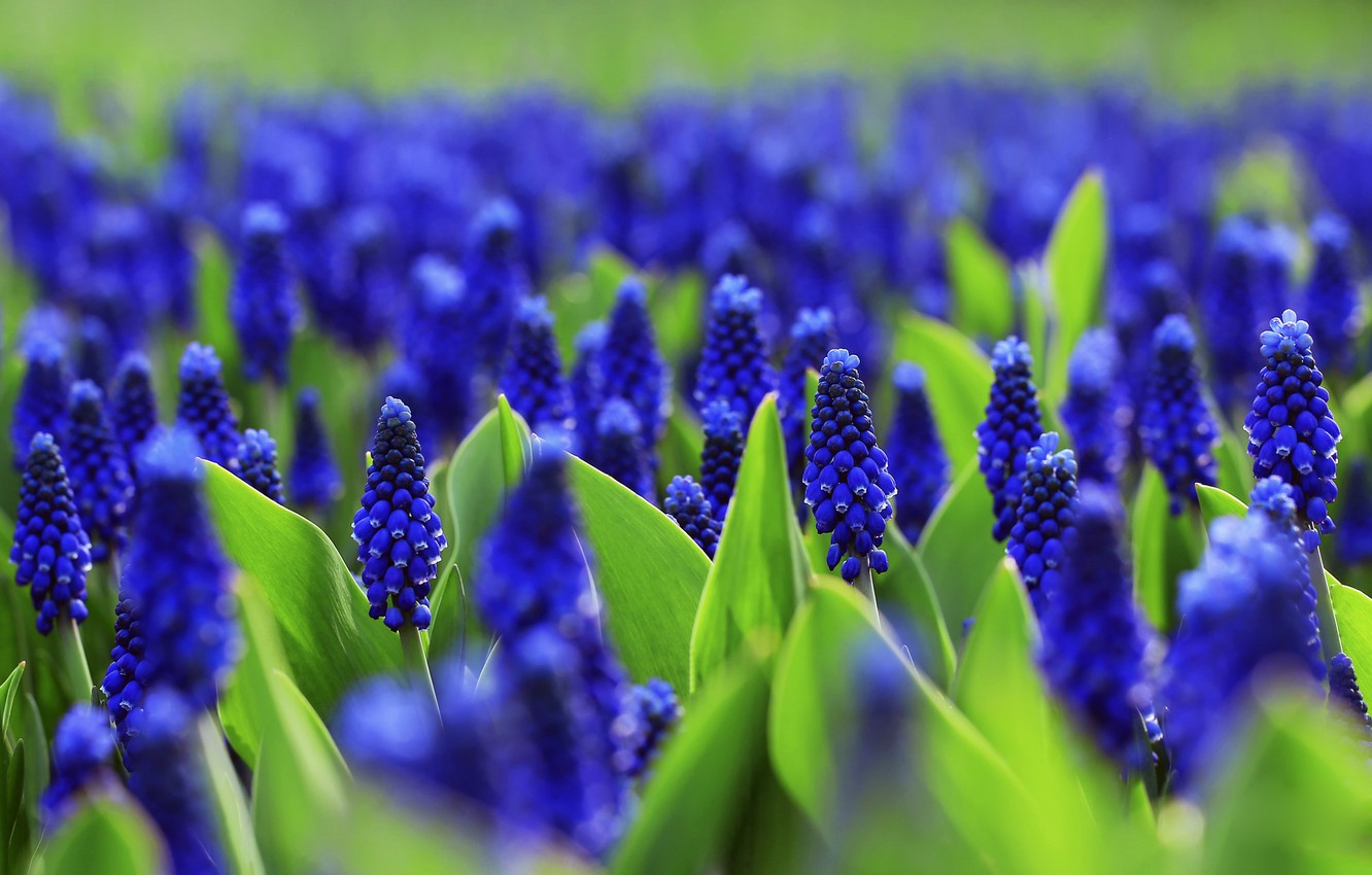 Free download Wallpaper flowers glade bright spring flowerbed blue a lot [1332x850] for your Desktop, Mobile & Tablet. Explore Bright Spring Flowers Desktop Wallpaper. Bright Flowers Wallpaper, Wallpaper Spring