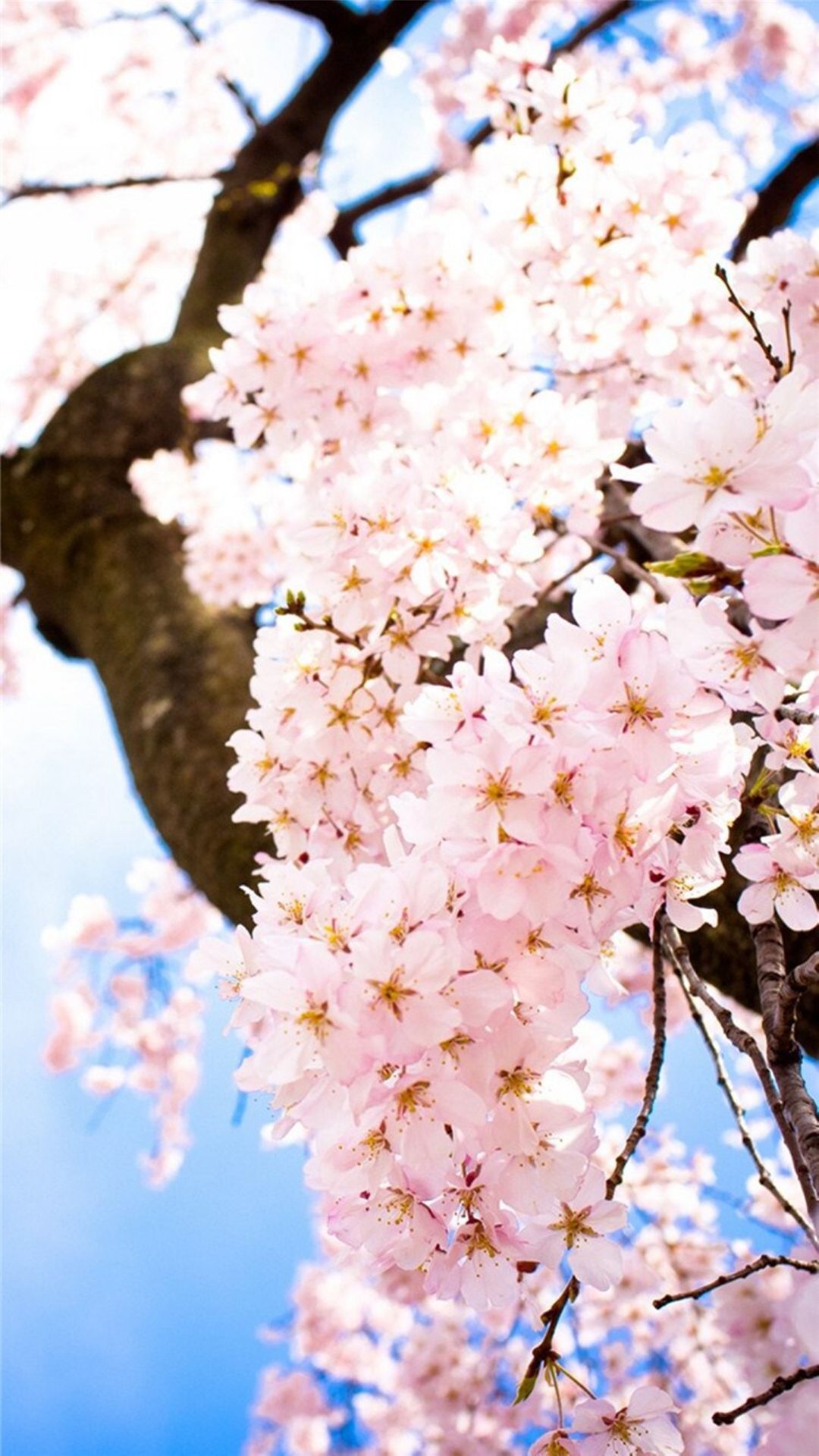 Bright Sunny Flowers Blossom Tree #iPhone #plus #wallpaper. HD flower wallpaper, Blossom trees, Flower phone wallpaper