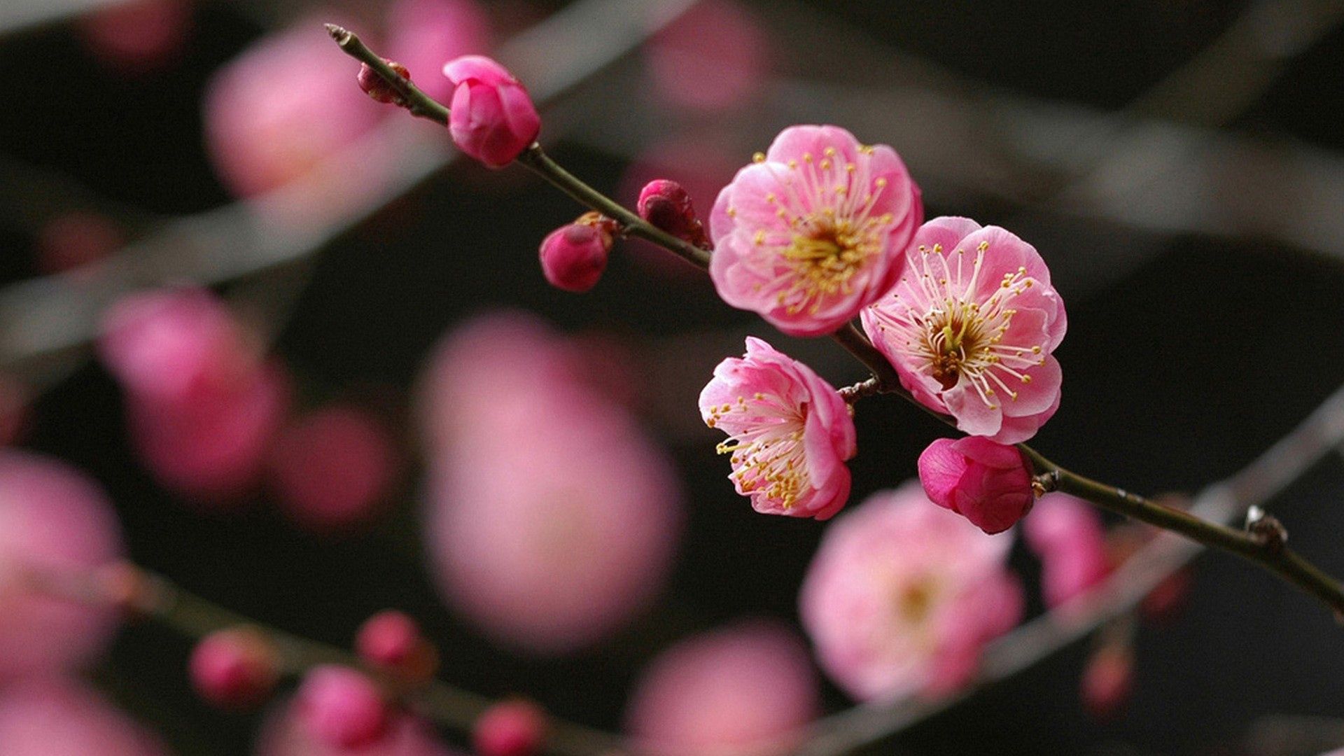 Download wallpaper 1920x1080 flower, branch, plant, bright, spring full hd, hdtv, fhd, 1080p HD background