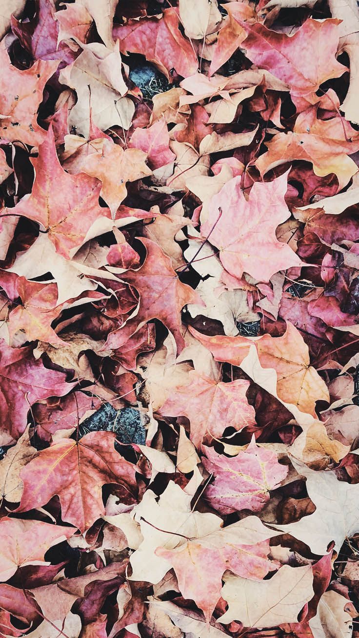 Gorgeous Happy Fall iPhone X Wallpaper. Preppy Wallpaper. Fall wallpaper, iPhone wallpaper fall, Gold wallpaper iphone