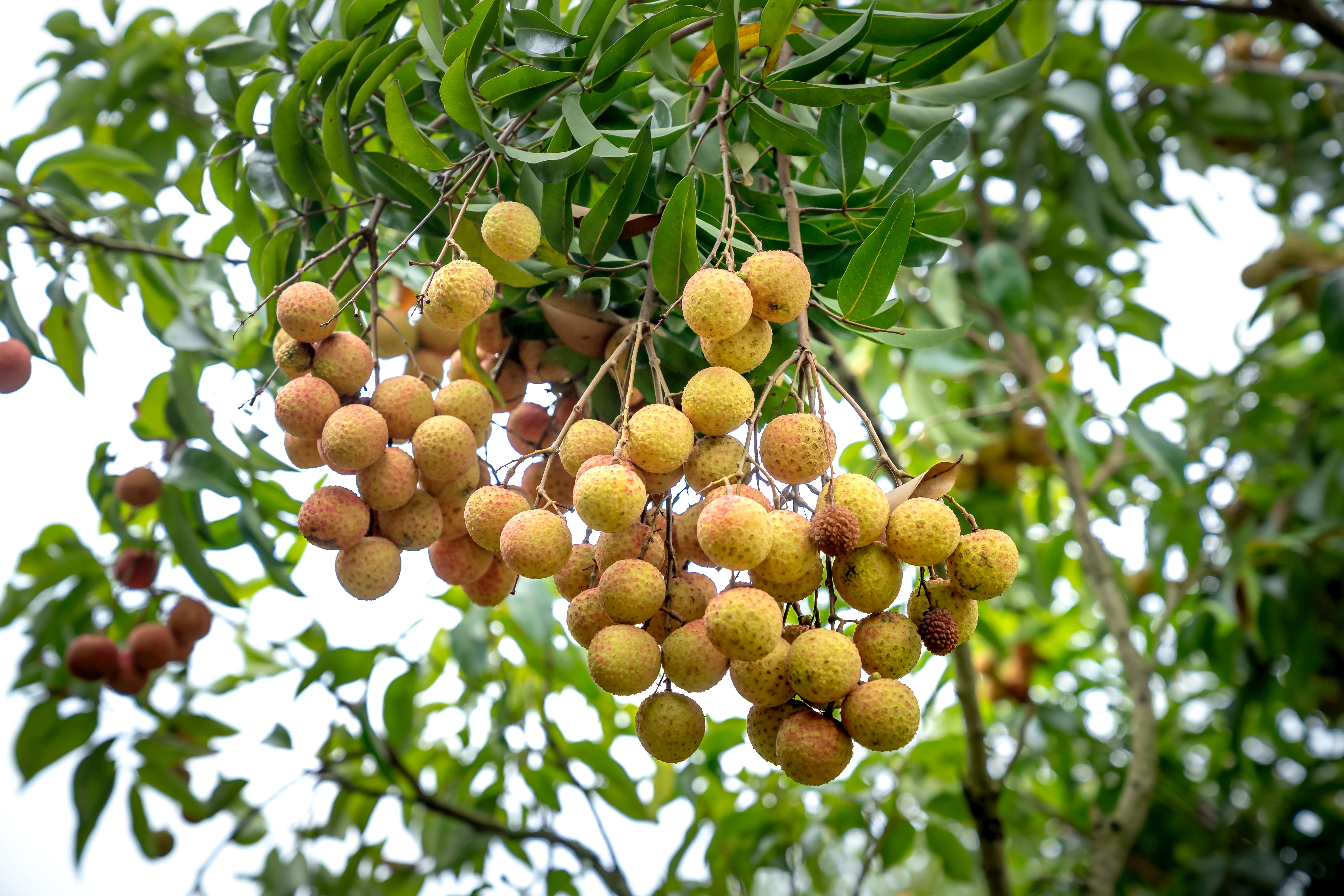 Best Free Longan & Image · 100% Royalty Free HD Downloads