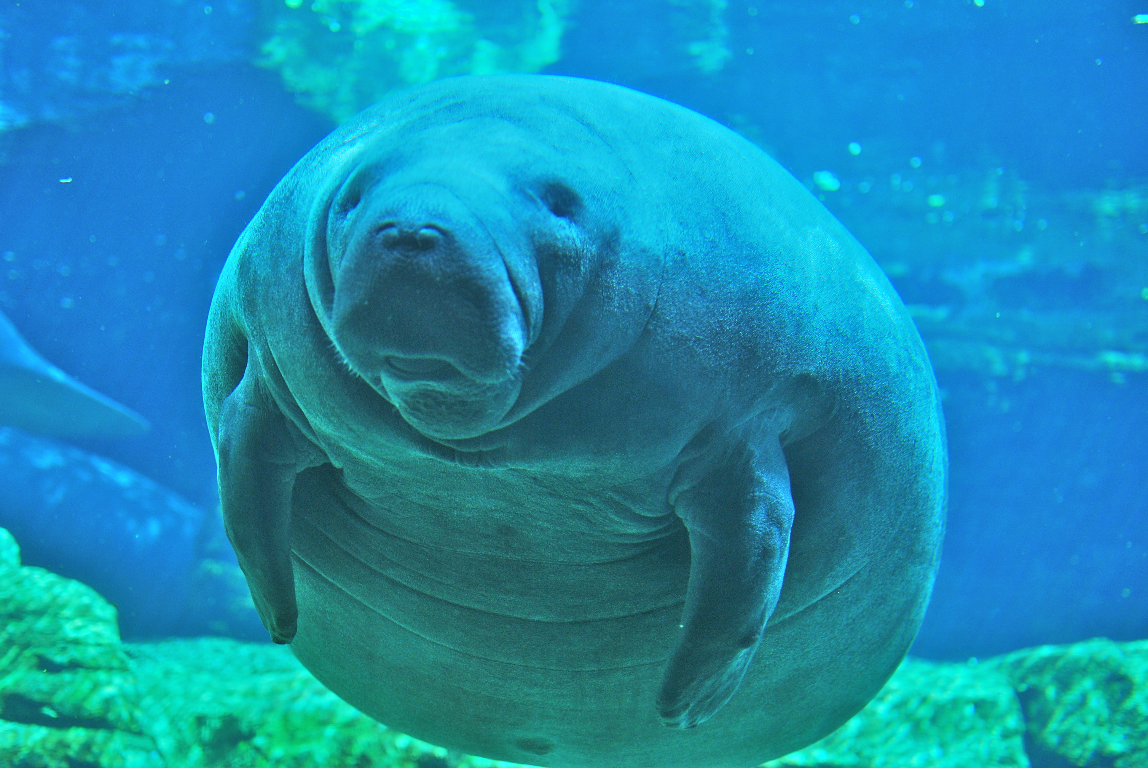Steller's Sea Cow