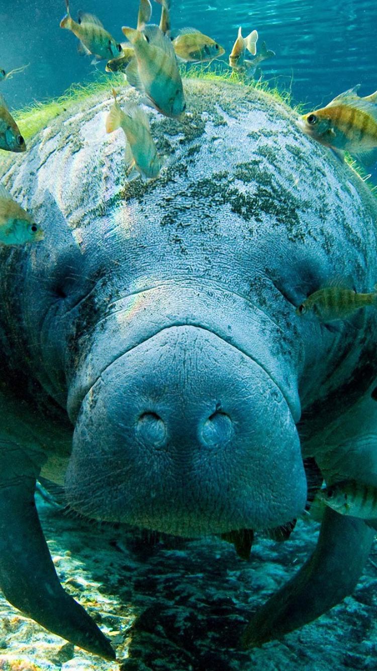 manatee wallpaper, marine biology, manatee, marine mammal, organism, sea cows