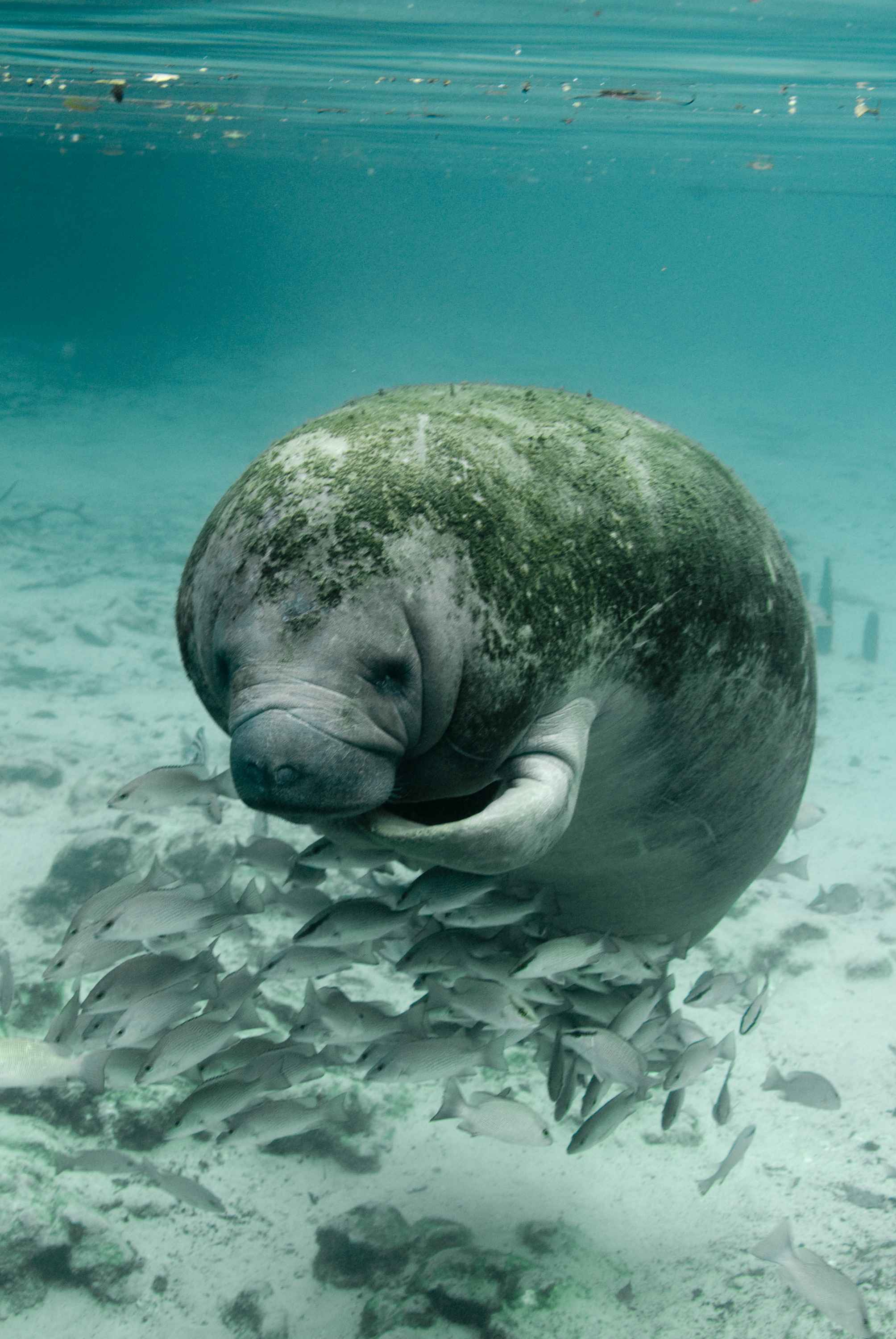 Congressman Wants Beleaguered Florida Manatees Listed As Endangered, Rather Than Threatened. WGCU PBS & NPR for Southwest Florida