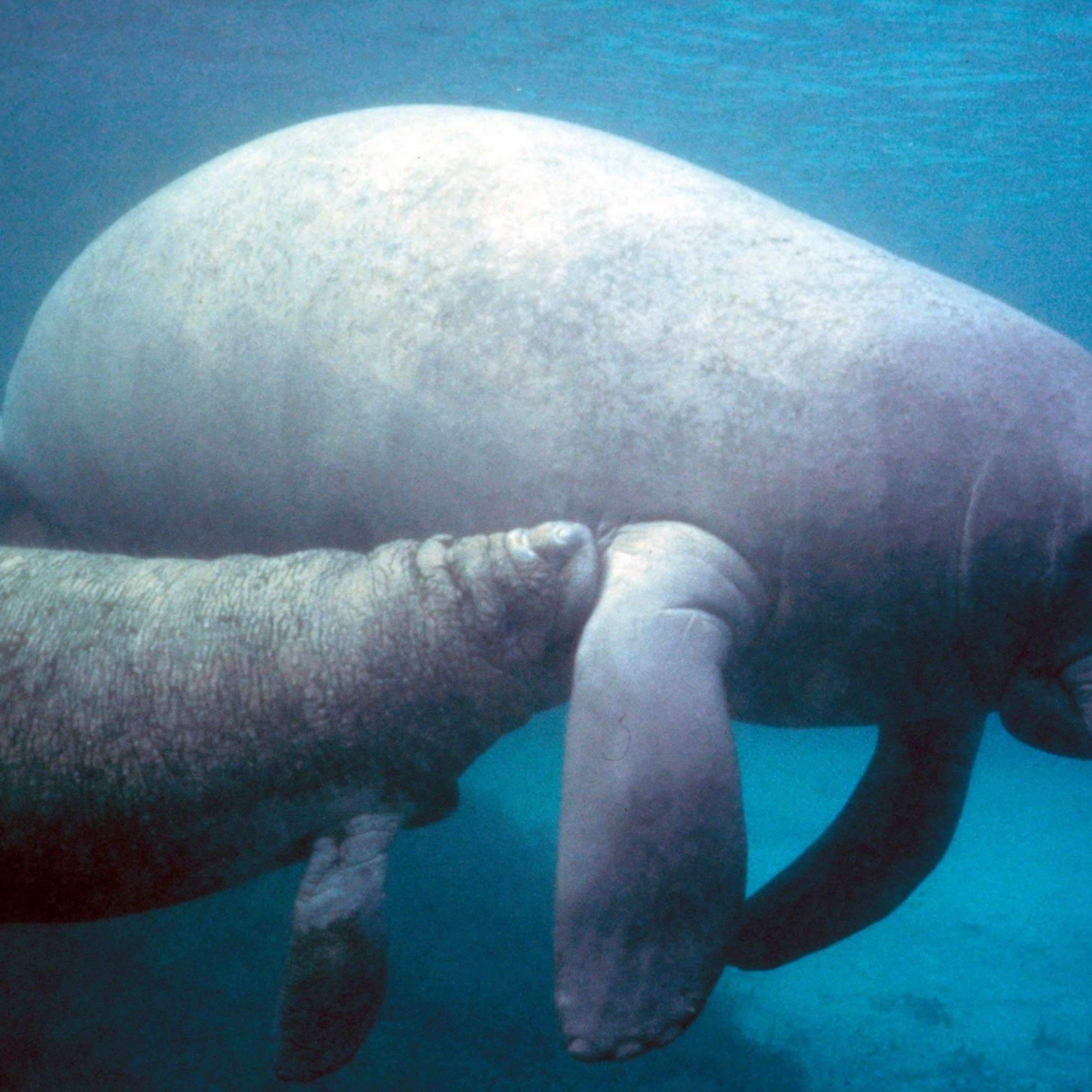 Manatees