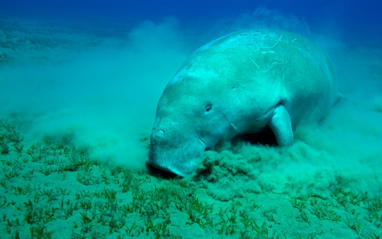Dugong conservation project makes waves