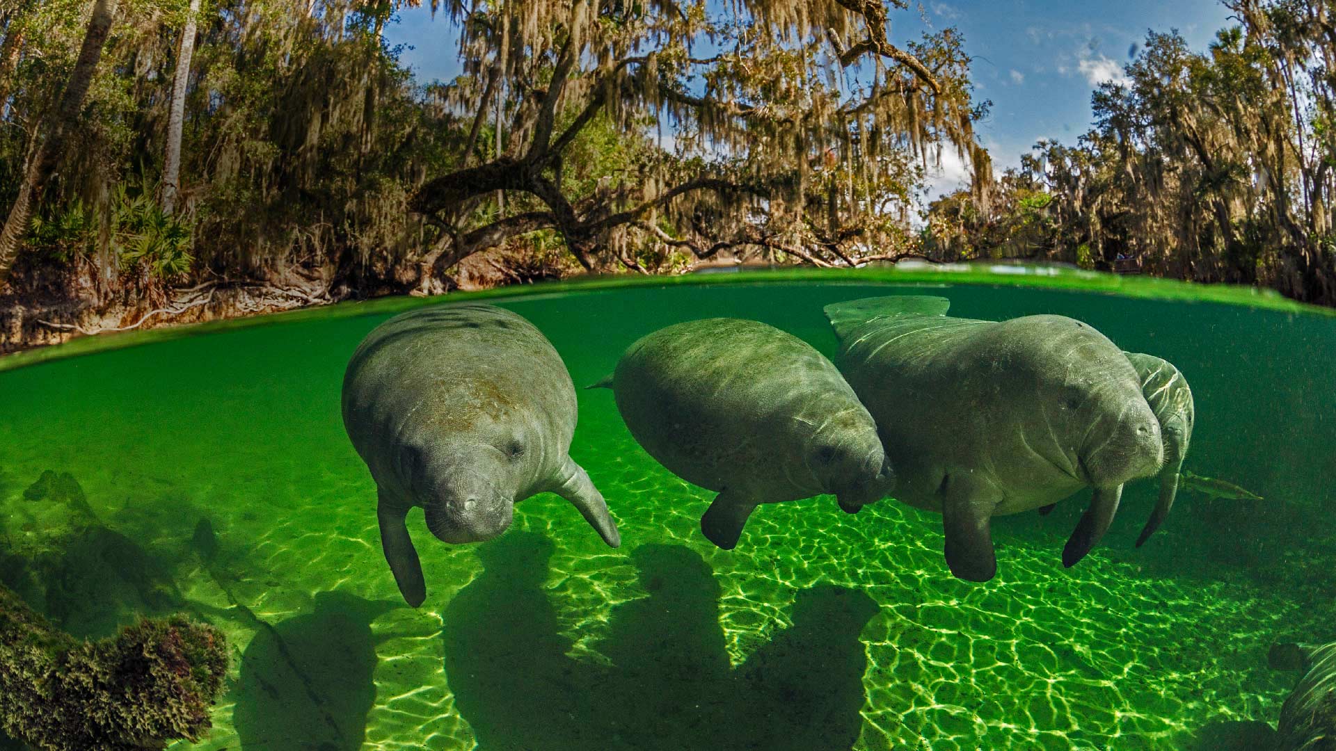 Manatees rebound Wallpaper
